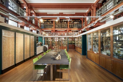 Grant Museum of Zoology, UCL