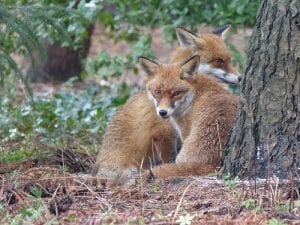 A 'skulk' of foxes Vulpes vulpes by Evas Naturfotografie CC SA 4.0