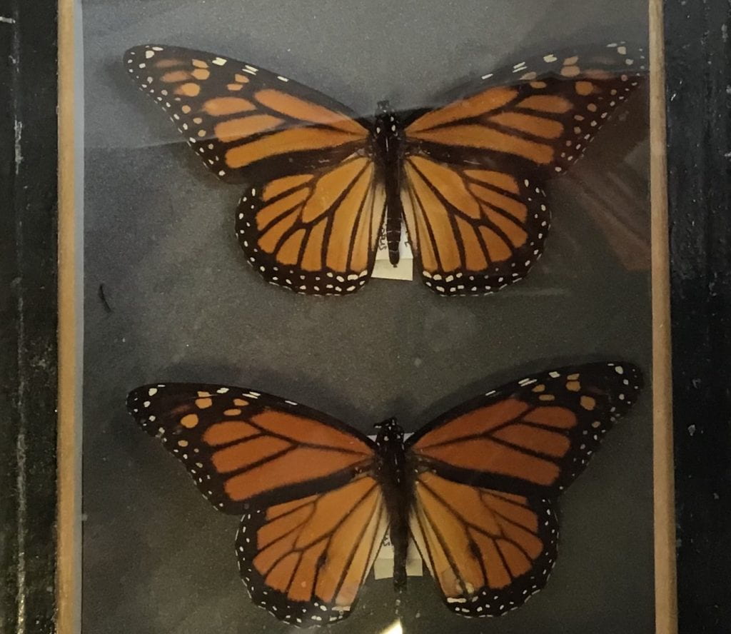 Pair of monarch butterflies