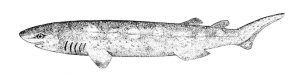 Black and white drawing of the bramble shark Echinorhinus brucus