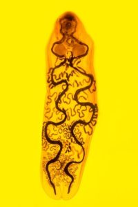 Image of parasitic flatworm Isoparorchis on a yellow background