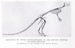 Black and white illustration of a Hypsilophodon cast which looks very like the Grant Museum cast. The text underneath reads: skeleton of young Hypsilophodon in the British Museum (Natural History) By permission of the Trustees of the British Museum
