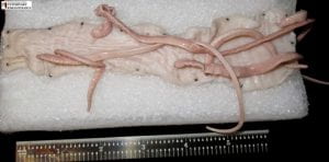 Colour photograph of a section of dissected intestine with five thorny-headed worms embedded into the tissue by their heads.