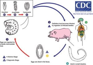 Colour illustration showing the lifecycle of Macracanthorhynchus hirudinaceus and its hosts - beetle larvae and pigs or humans.