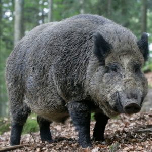 Colour photograph of a wild boar standing in woodland