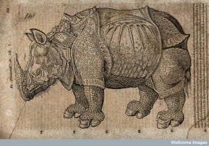 V0021201 A rhinoceros. Woodcut after C. Gessner. Credit: Wellcome Library, London. Wellcome Images images@wellcome.ac.uk http://wellcomeimages.org A rhinoceros. Woodcut after C. Gessner. 1551 By: Conrad GessnerPublished: 1551 Copyrighted work available under Creative Commons Attribution only licence CC BY 4.0 http://creativecommons.org/licenses/by/4.0/