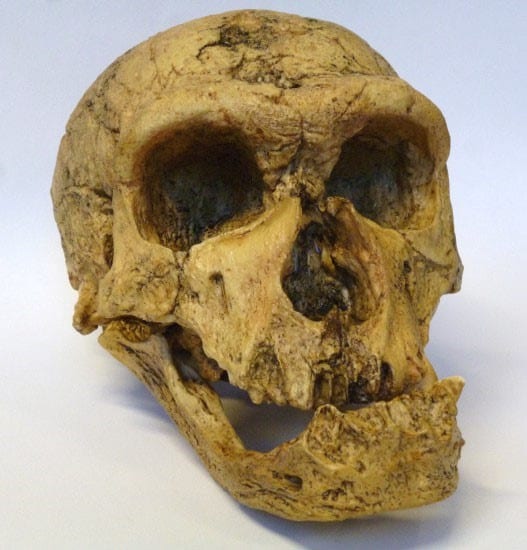 Skull of Neanderthal Man
