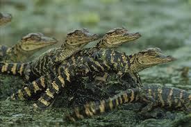 Group of baby alligators.