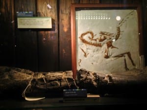 Fossils at the Grant Museum