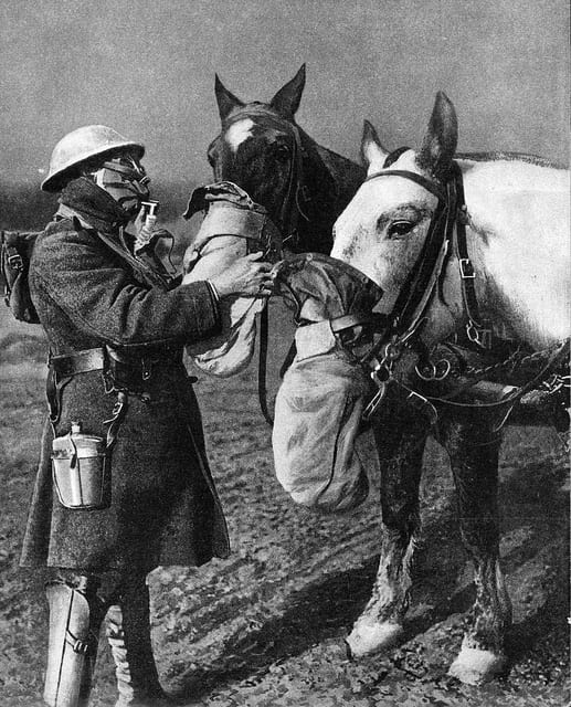 Horses in gas masks. Sadly, they often confused these with feed bags and proceeded to eat them. Credit Great War Photos.