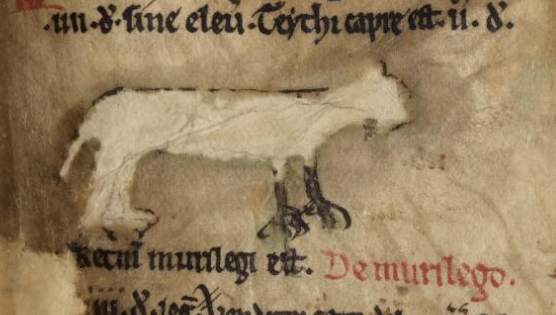 Cat erasure in manuscript