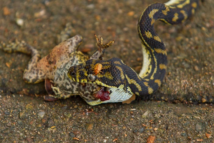 carpet snake eating toad