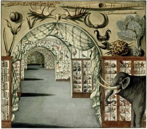 Perspective interior view of Sir Ashton Lever's Museum in Leicester Square, London March 30 1785. Watercolour by Sarah Stone. Photo credit: State Library of New South Wales.