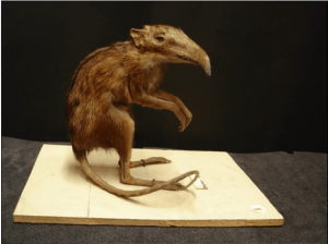 A taxidermic preservation of an African Elephant Shrew (Z2789)