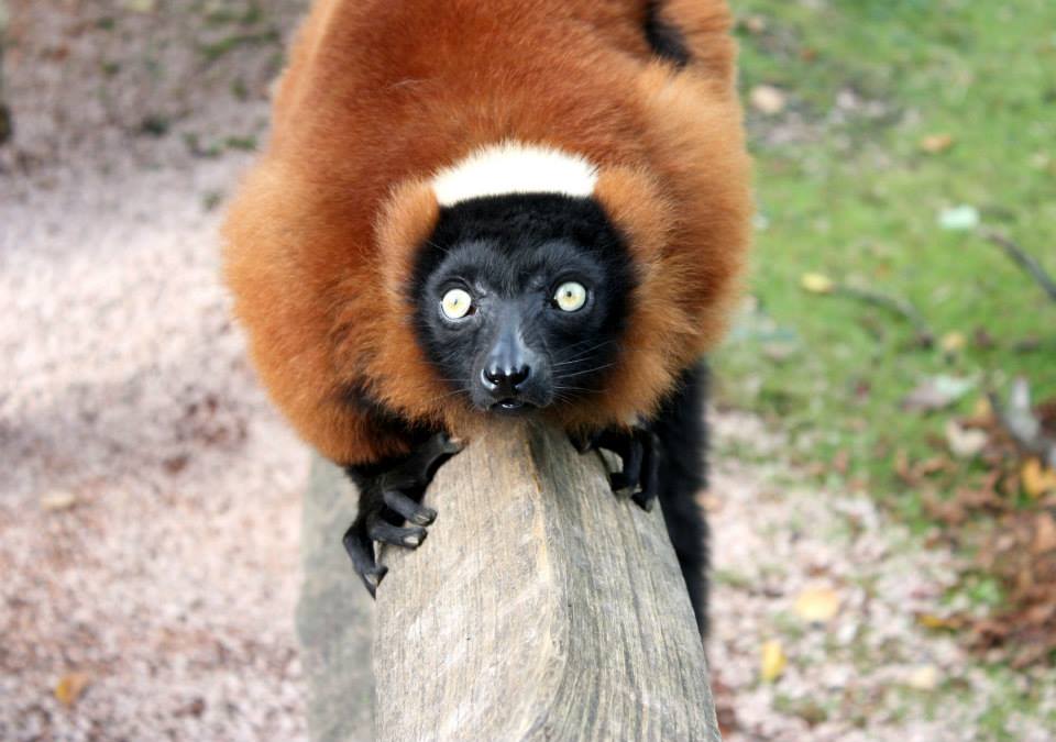 Lemurs: the Ghostly Primate? | UCL Researchers in Museums