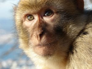 This is a monkey (a Gibraltar macaque). Licensed under CC0 3.0.