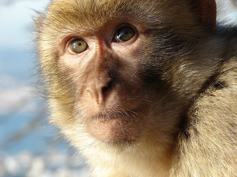What's a monkey, what's a primate? | UCL Researchers in Museums
