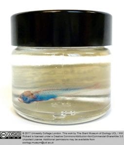 Adult zebrafish stained with Alcian Blue and Alizarin Red (V1550) 