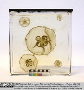 Aurelia aurita, moon jellyfish, 5 preserved specimens (C193)