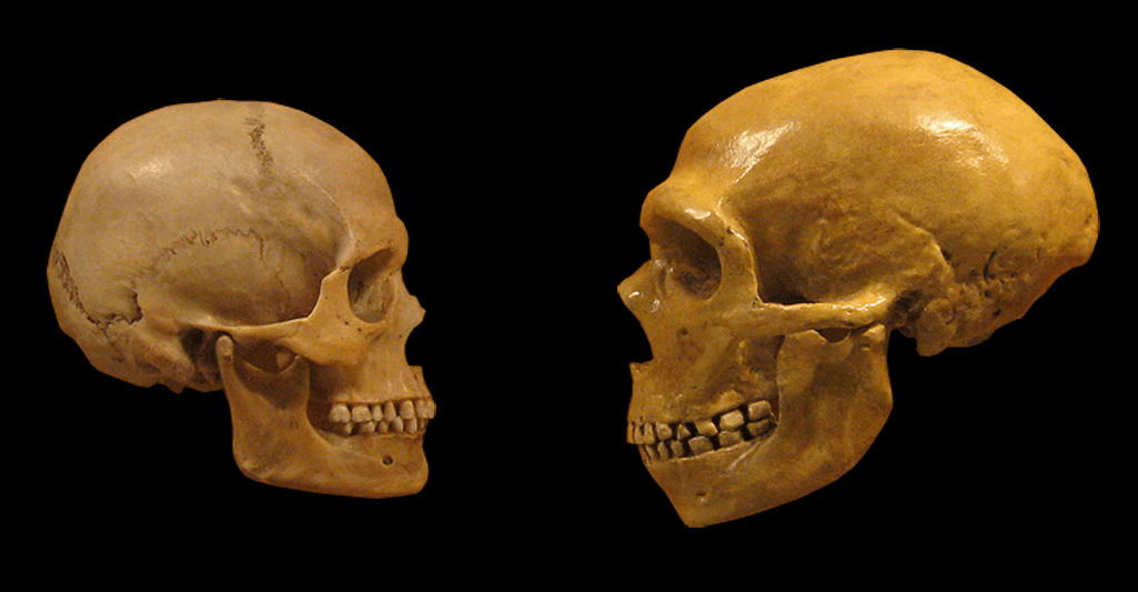 What happens if a Neanderthal bites you? | UCL Researchers in Museums