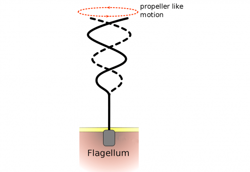 flagellum-beating