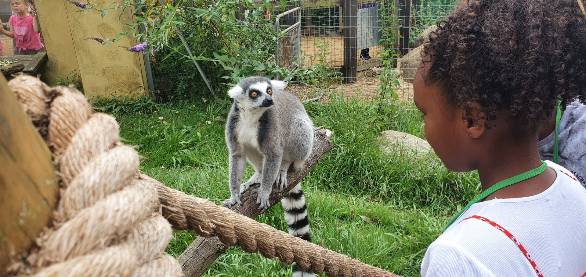 Girl and lemur in a zoo enclosure